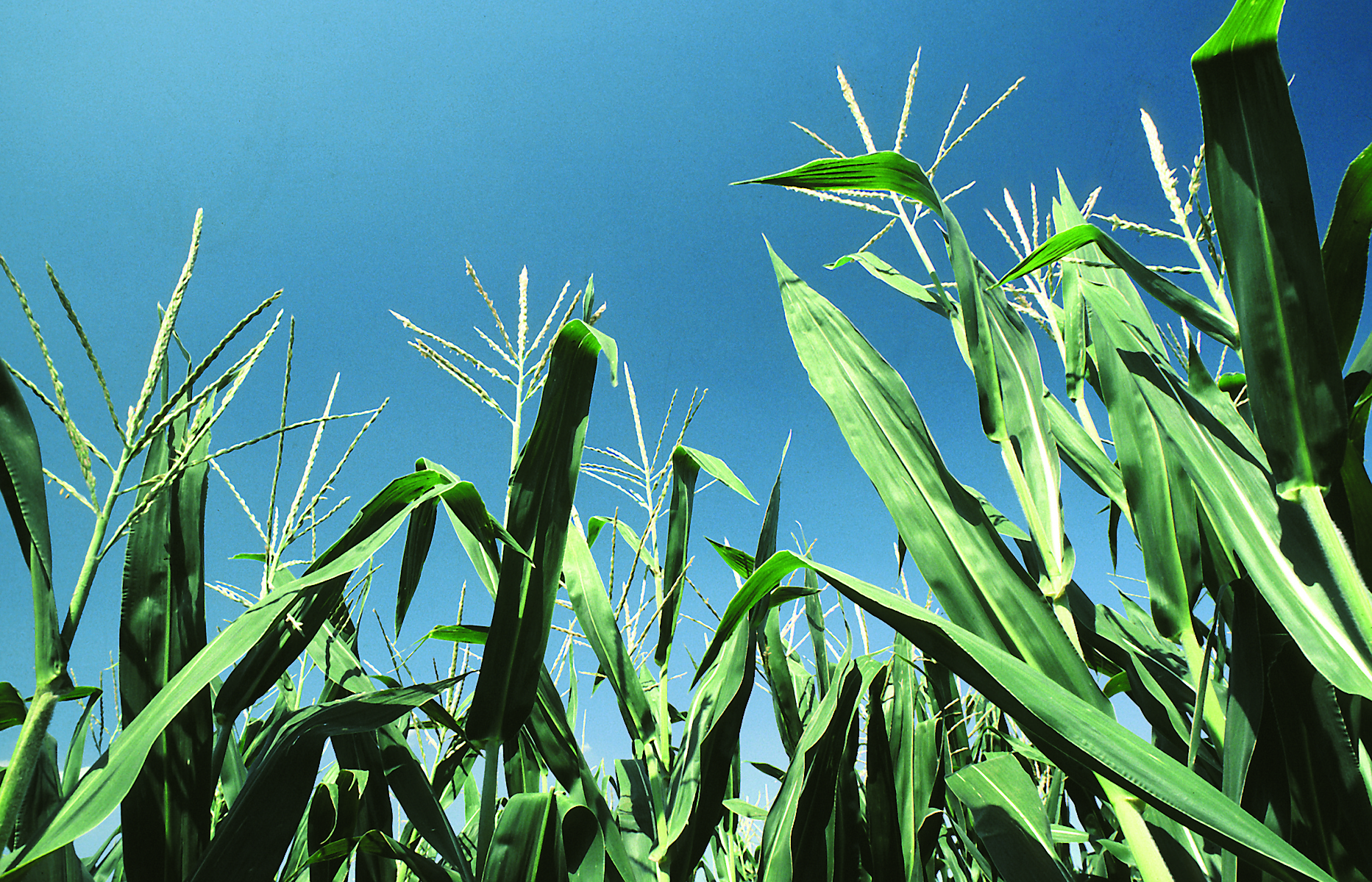 Abiotic Stress Risks