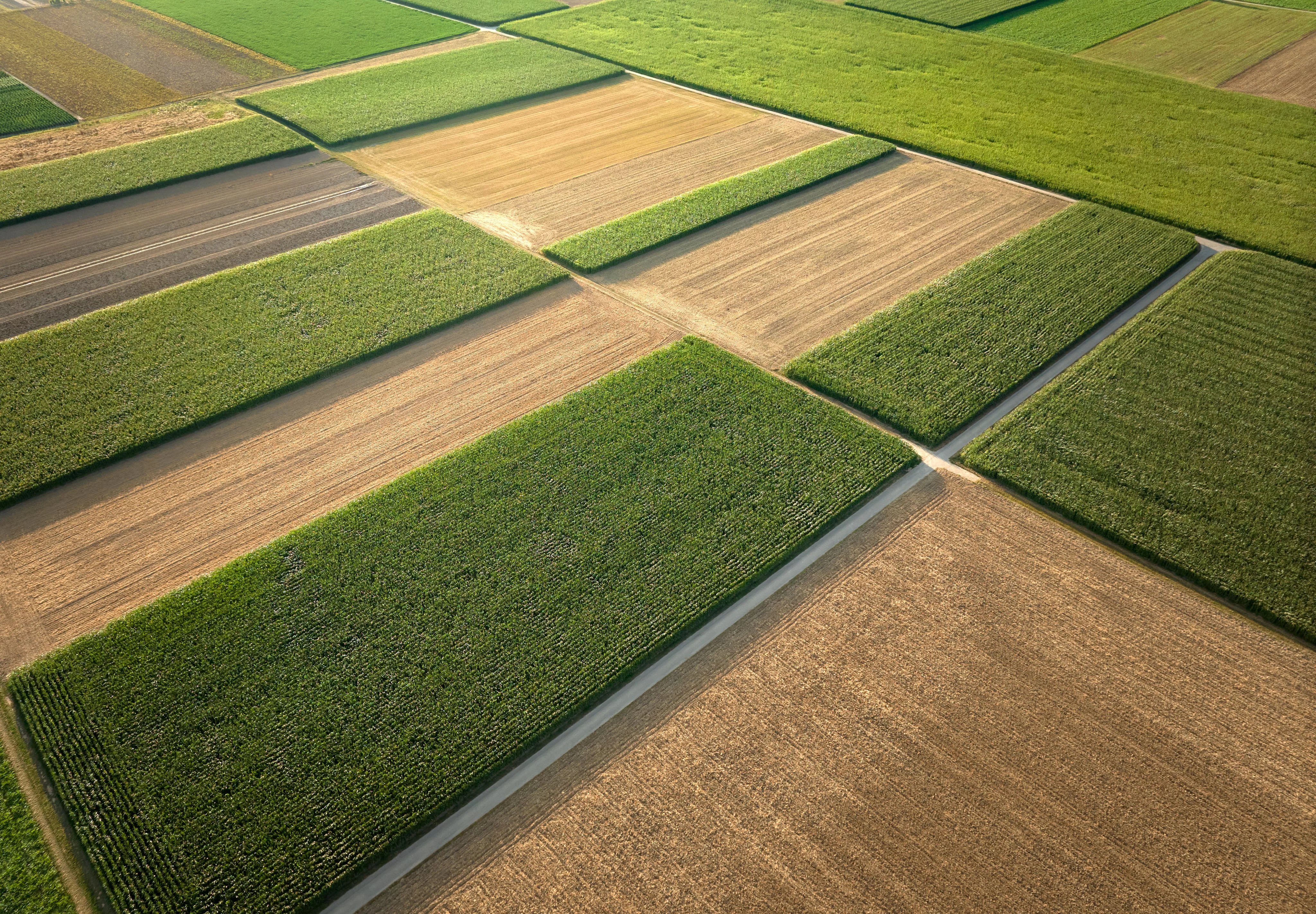 Field Classification