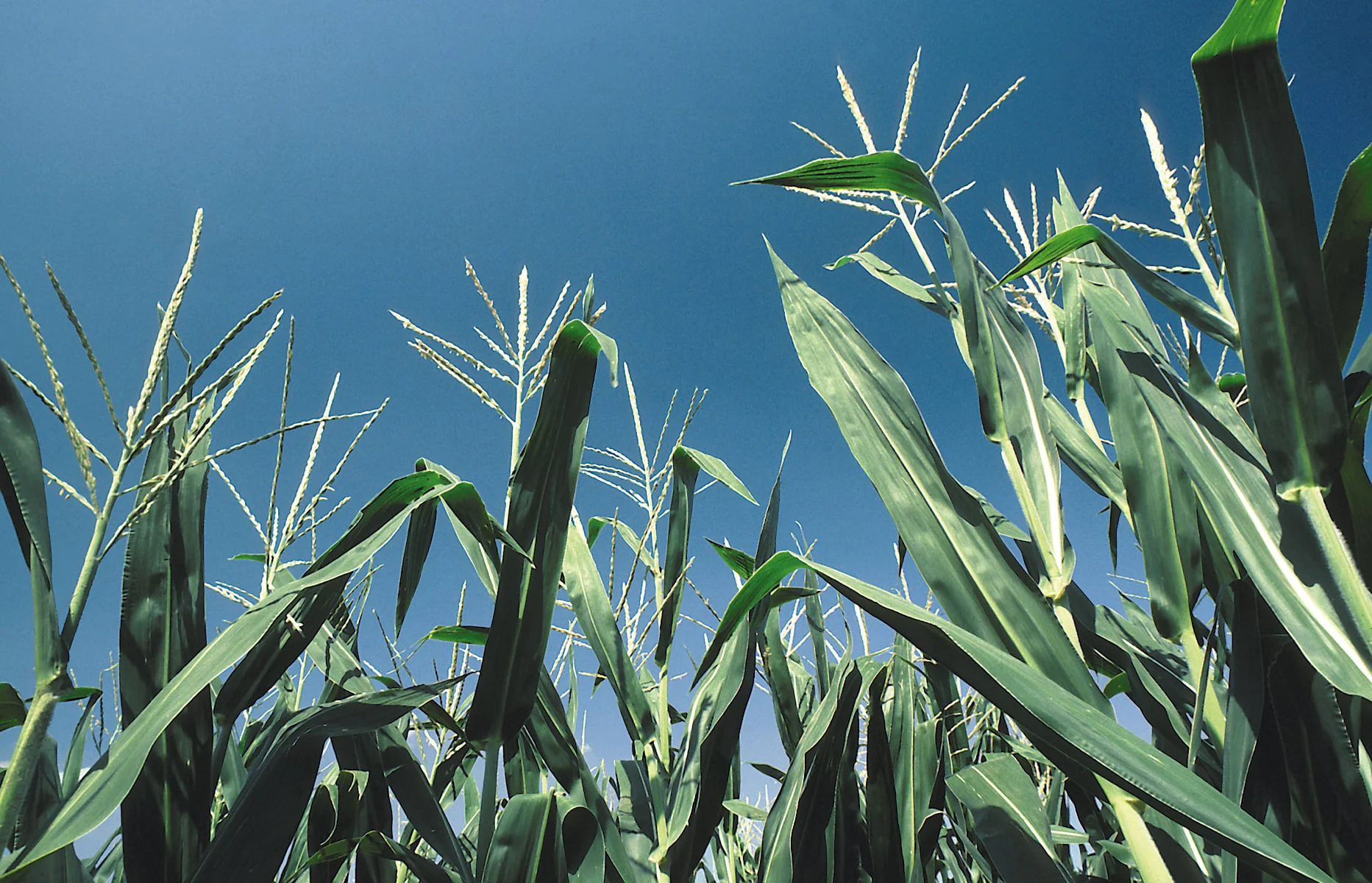 Abiotic Stress Risks